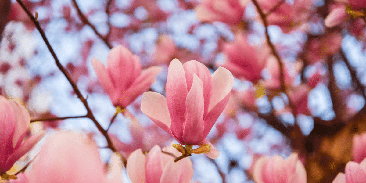 How to fertilize magnolias – garden experts reveal the secrets to better blooming, and timing is critical