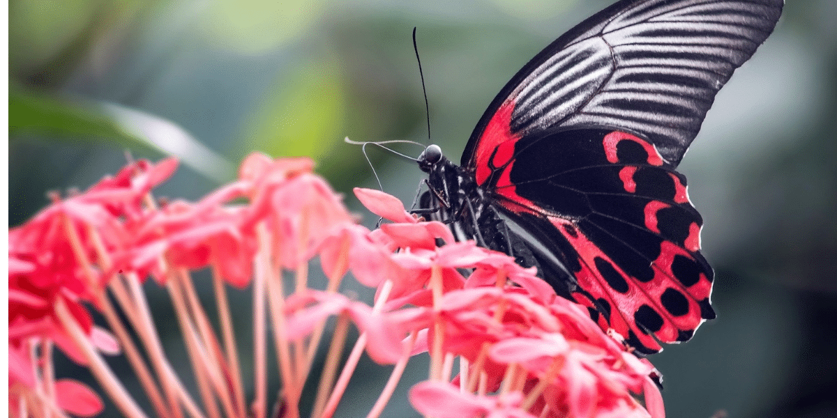 Create a butterfly haven: 5 gorgeous planting tips to revamp your garden