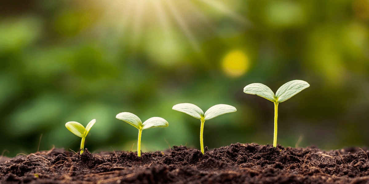 Want thriving plants? Test your homemade compost with This expert-approved method!