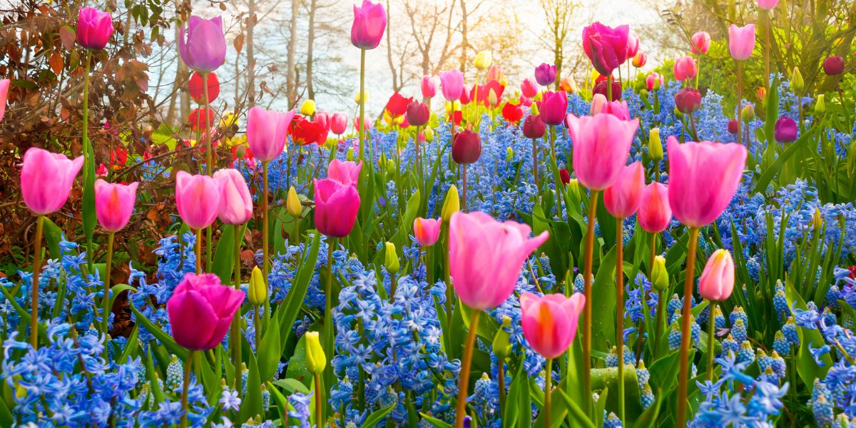Transform Your April Garden with These Essential Tips and Tricks!