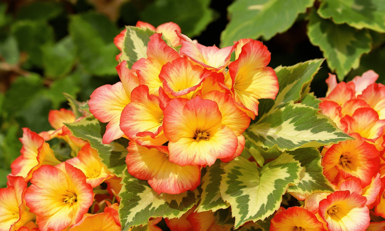 Unlock the secrets to thriving begonias: Your ultimate care guide!