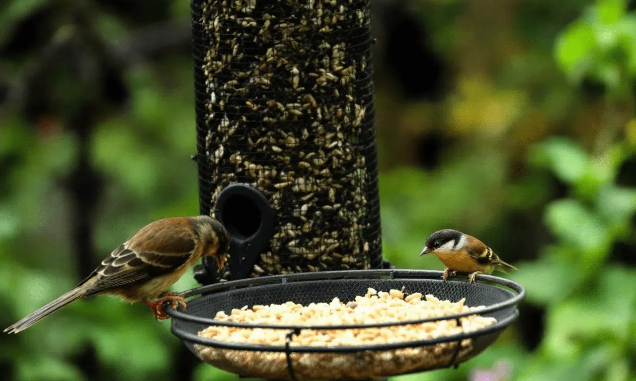 Stop rats in their tracks: Essential bird feeder tips for a pest-free garden!