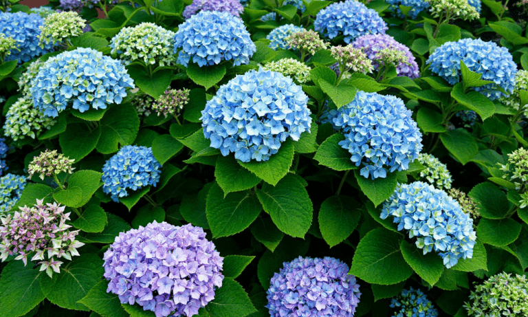 Unlock the secret to stunning hydrangeas: Transform your soil for vibrant blue or pink blooms!