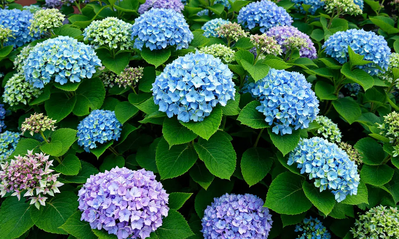 Unlock the secret to stunning hydrangeas: Transform your soil for vibrant blue or pink blooms!